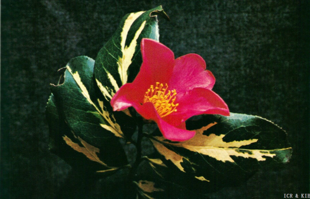 taiy-cultivars-international-camellia-register