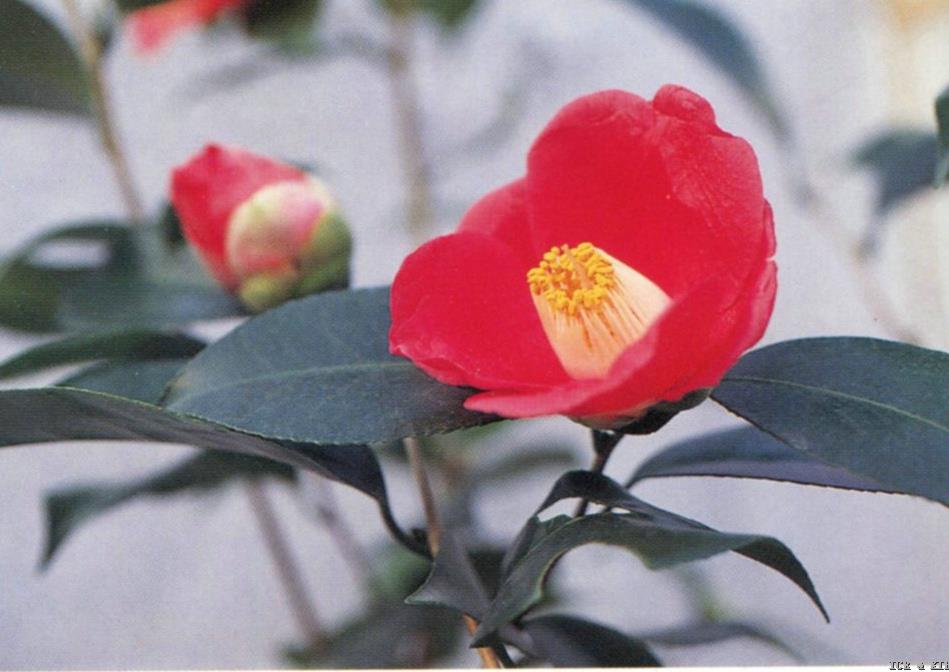 Kochū-no-yume-Cultivars-International Camellia Register