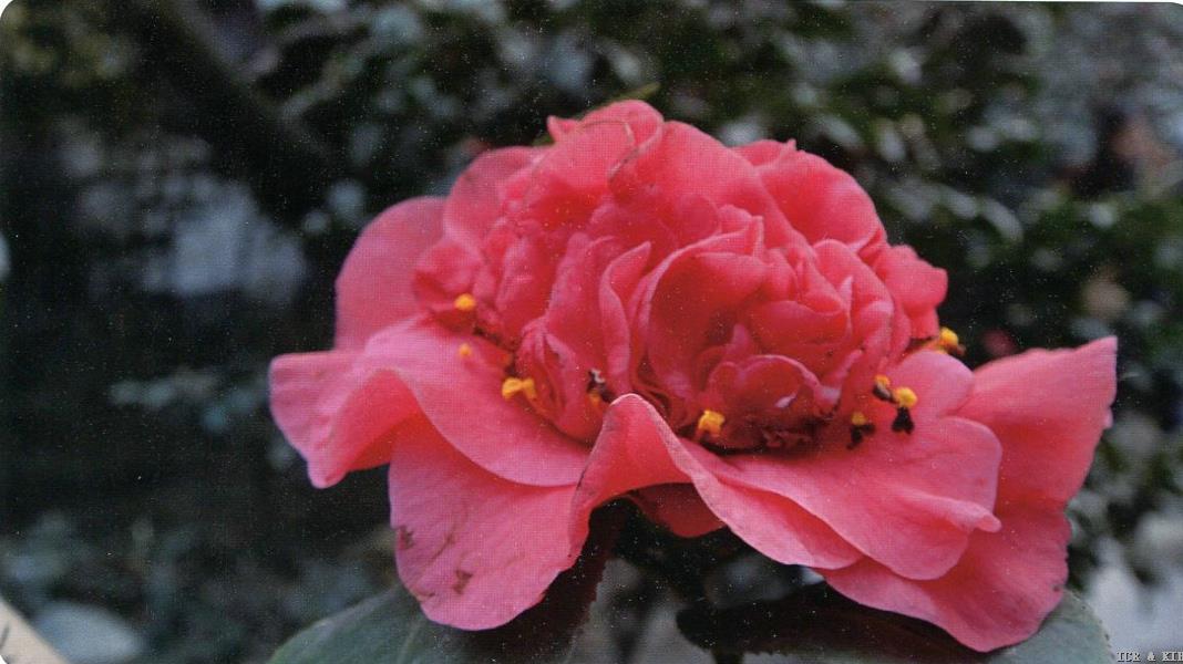 Luzhou'er'hong(2)