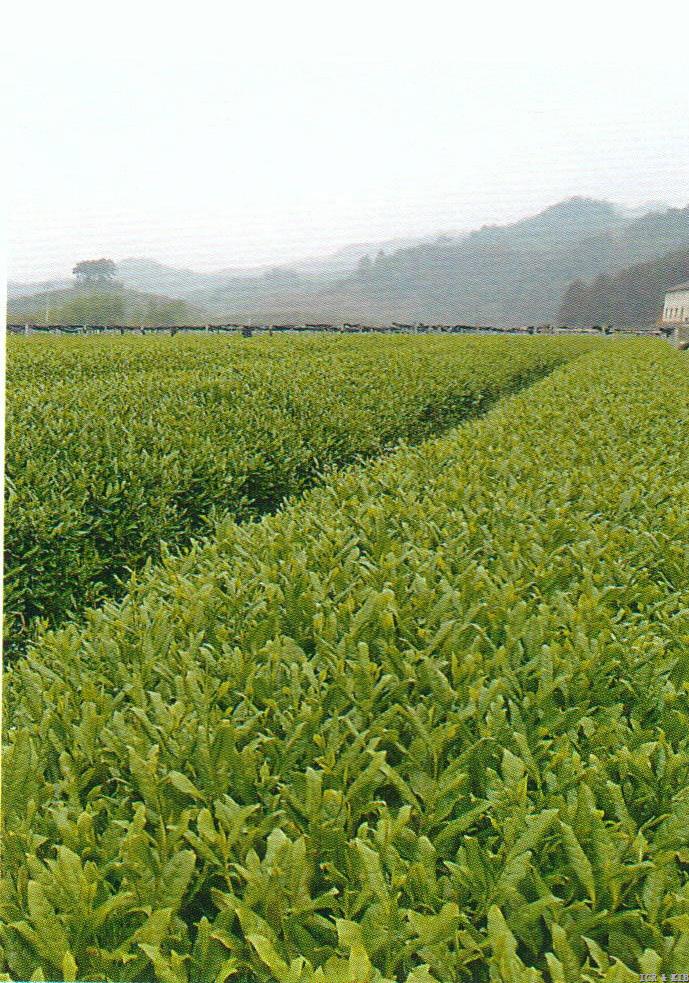 Maolü 2