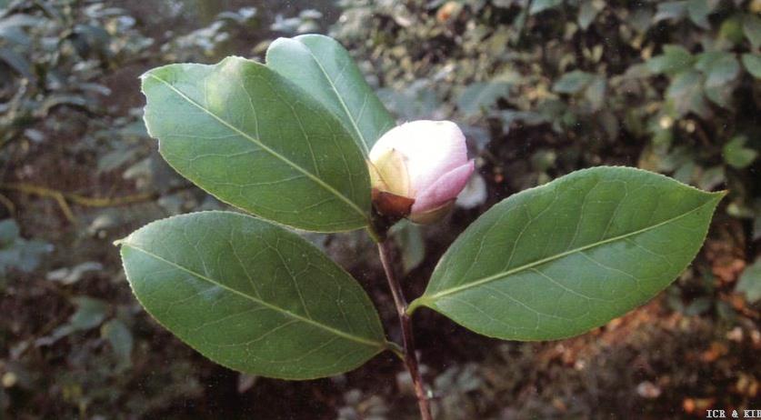 Nuchunhong(3)