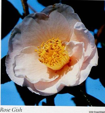 Rose Gish