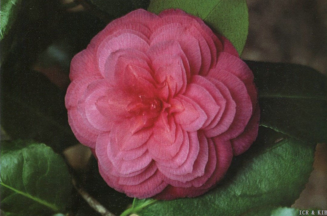 Teutonia(Mutazione  Sport 1)