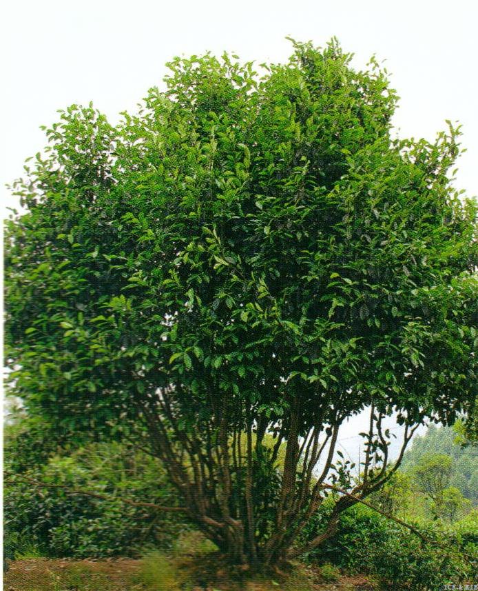 Wumengzao 1