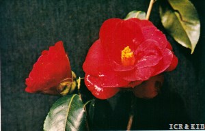 Tsuri-kagari