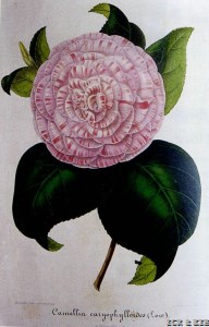 Caryophylloides (1)