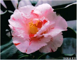 Dainty (California)