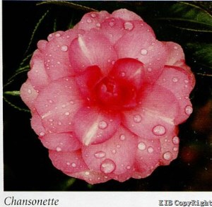 Chansonette
