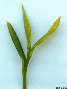 Bayu Tezao