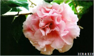 Woodville Red Blush