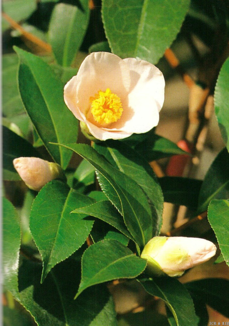 Hatsuyume-Photos-International Camellia Register