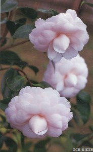 Kurume-otome
