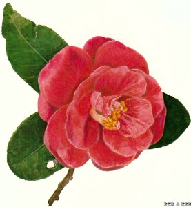 Kan'yotai