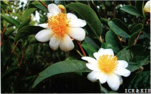 Camellia gaudichaudii