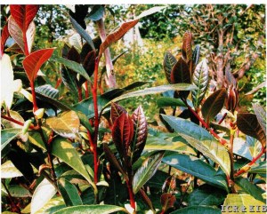 Camellia tuberculata 1
