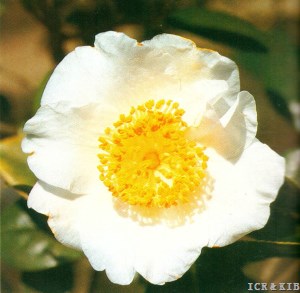 Manazuru (Higo)