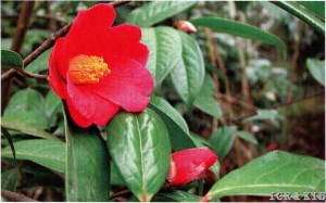 Camellia longigyna