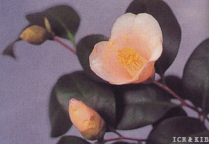 Tansō