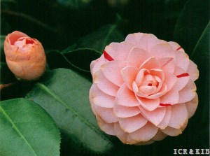 Tsugawa-shibori