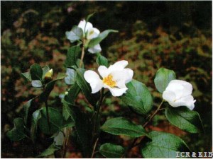 Camellia shensiensis
