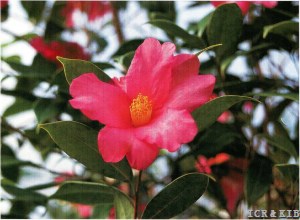 Camellia subintegra