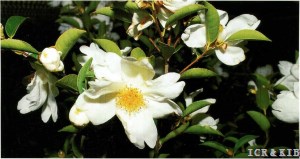 Camellia synapiica