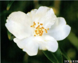 Camellia euryoides