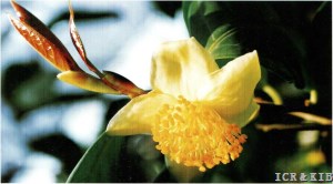 Camellia chrysantha var. microcarpa