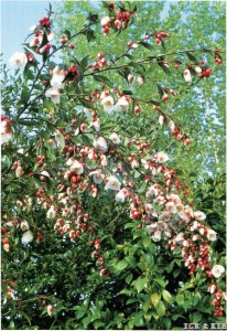 Camellia minutiflora