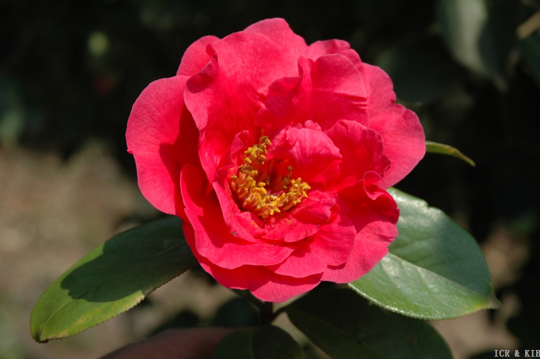 指  南   DSC_7823
