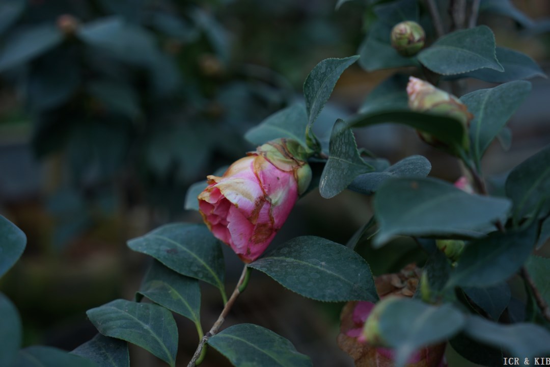蘭草圖 迷人DSC07910-Photos-International Camellia Register