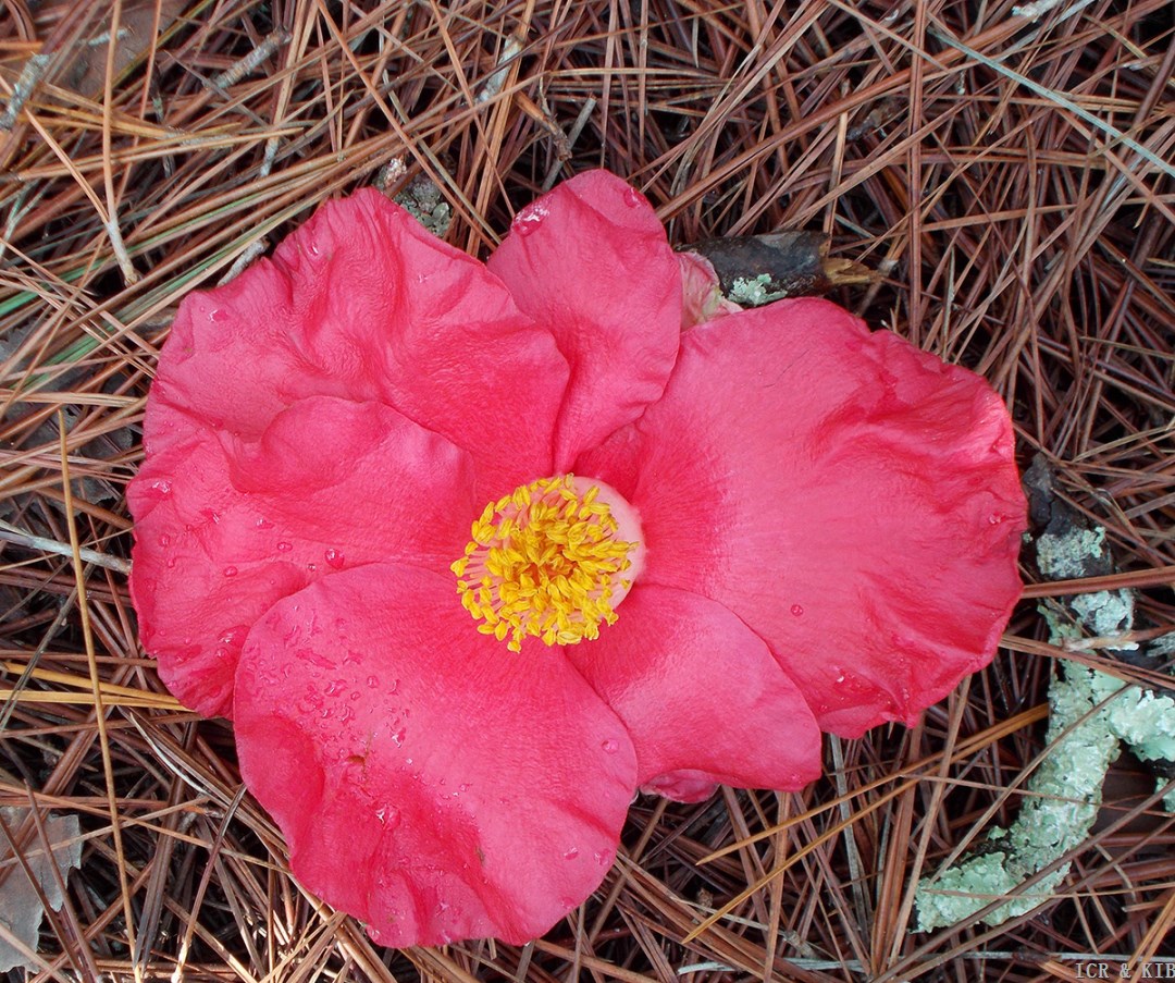 Red Satin Bloom