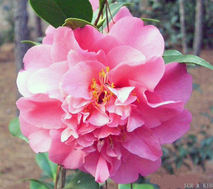 Linda B. Browne Bloom