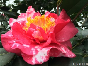 R. L. Wheeler Variegated
