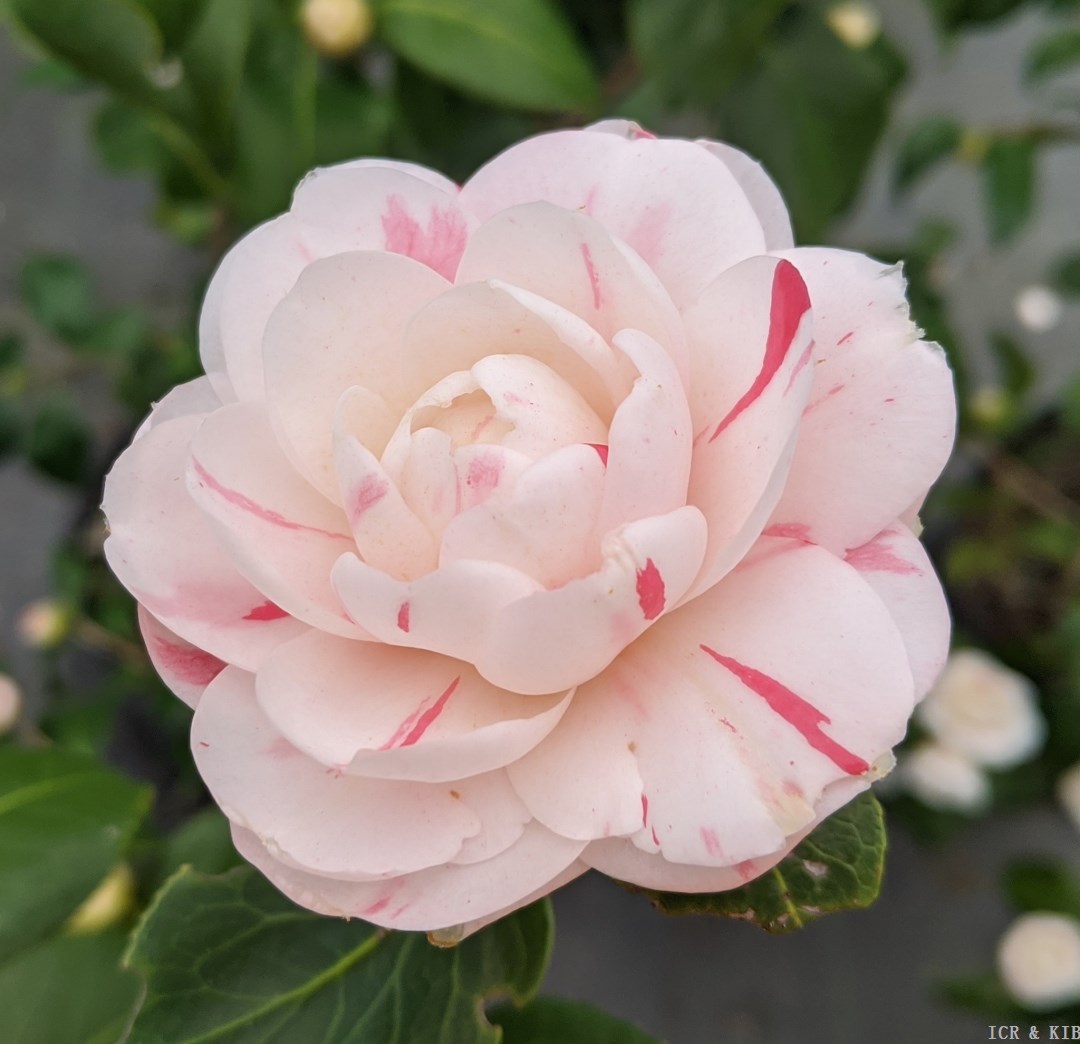 April Dawn-Cultivars-International Camellia Register