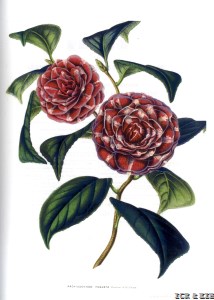 Arciduchessa Augusta