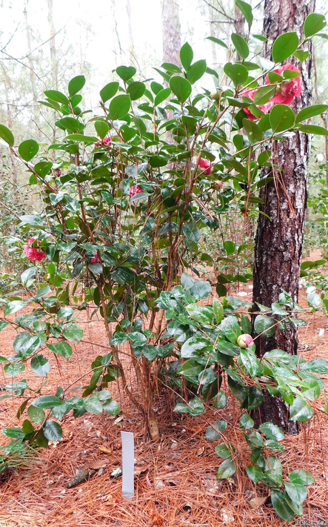 Tutti Fruitti Bush