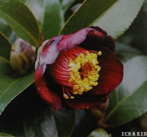 Ushiroda-kurowabi