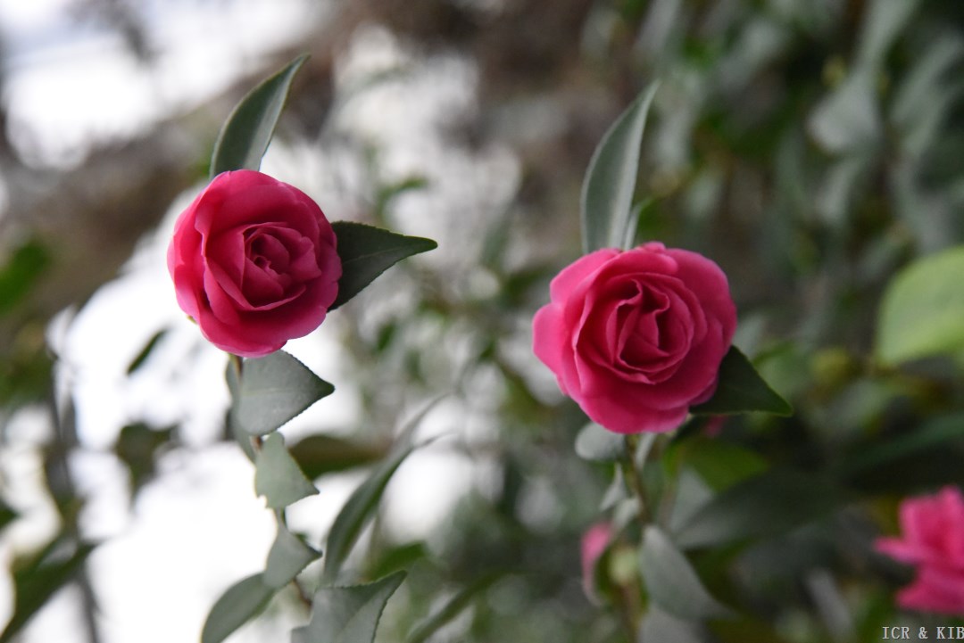 上植秋玫瑰 Camellia 'Shangzhi Qiumeigui'