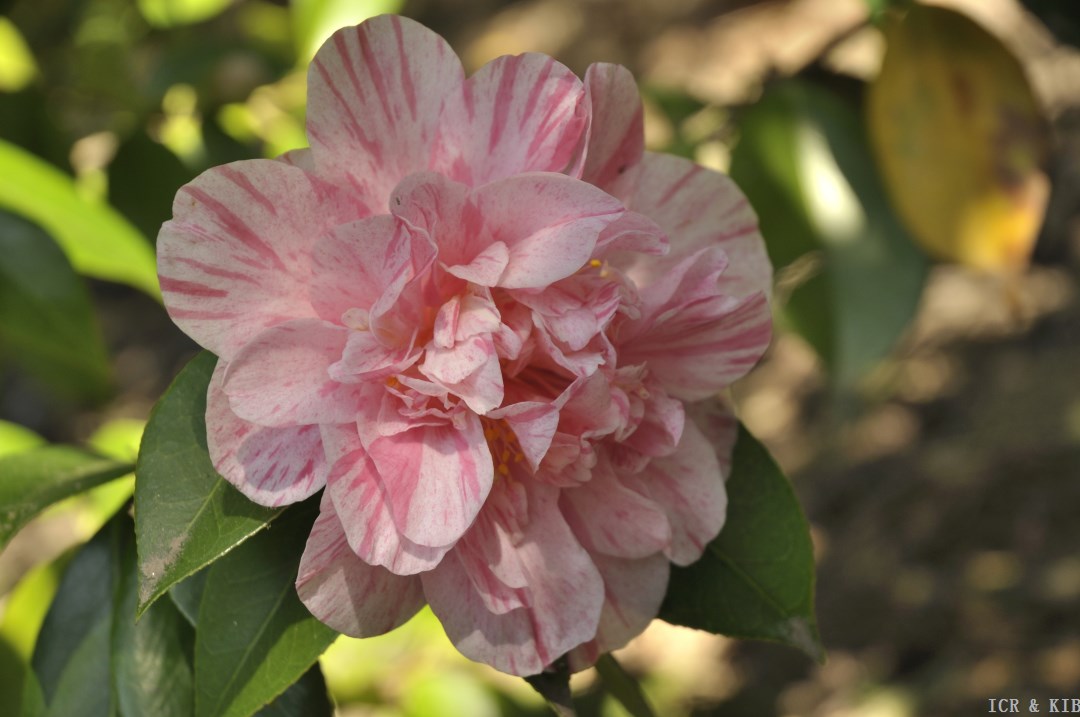 kick-off-cultivars-international-camellia-register