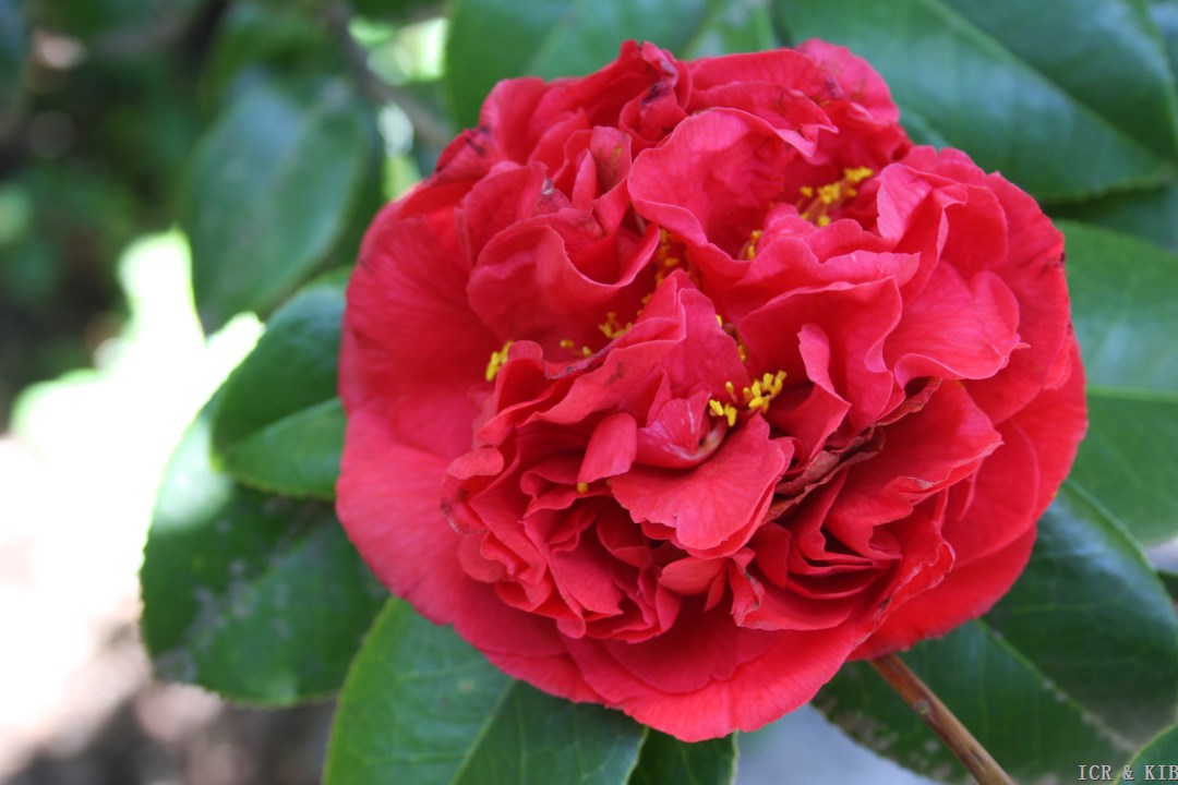 Kramer's Supreme-Cultivars-International Camellia Register