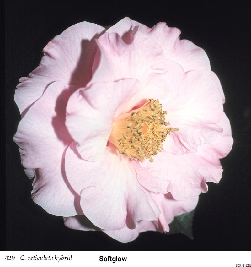 australia new zealand camellia research society