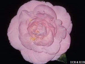 Pretty Lady (United States)