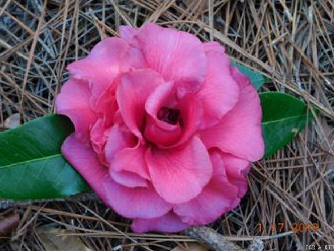 Francis Eugene Phillips