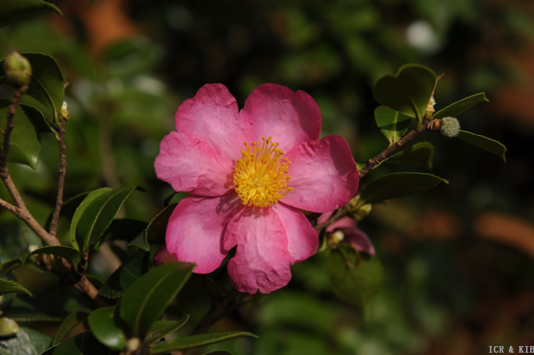 春城之光 DSC_6550