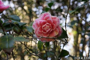 Virginia Franco Rosea