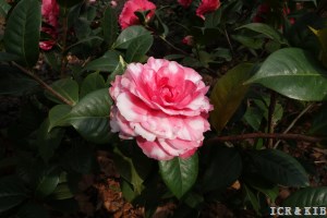 Valentine Day Variegated