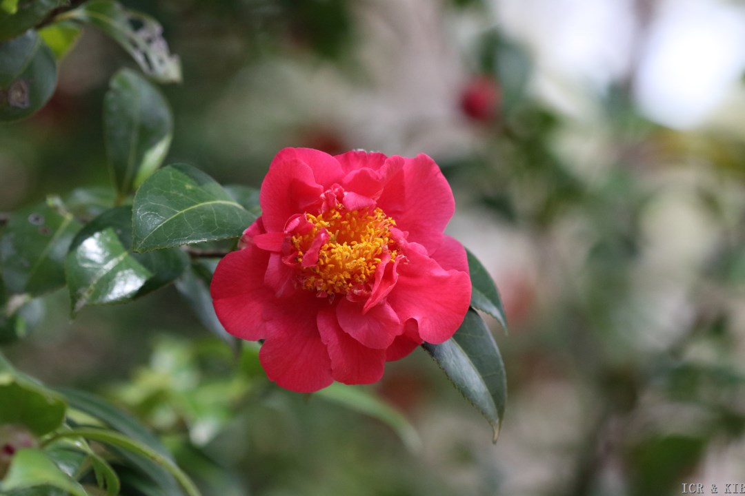 Nishiki-kirin-Cultivars-International Camellia Register