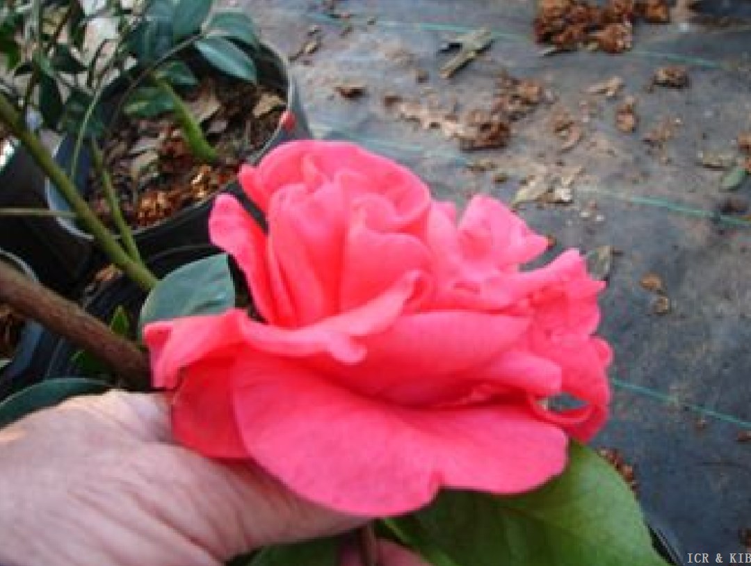 Betty Curnow-side view