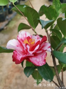Pirate's Gold Variegated